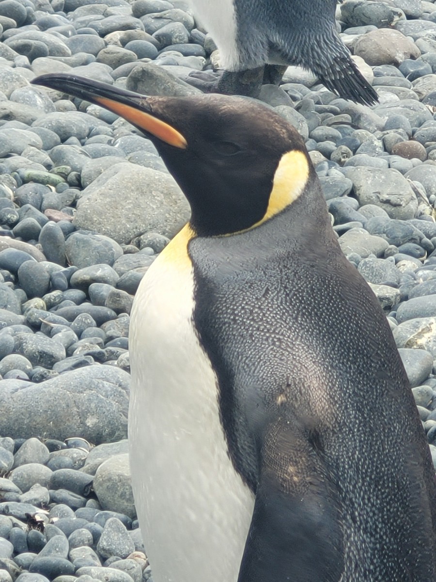 King Penguin - ML634389462