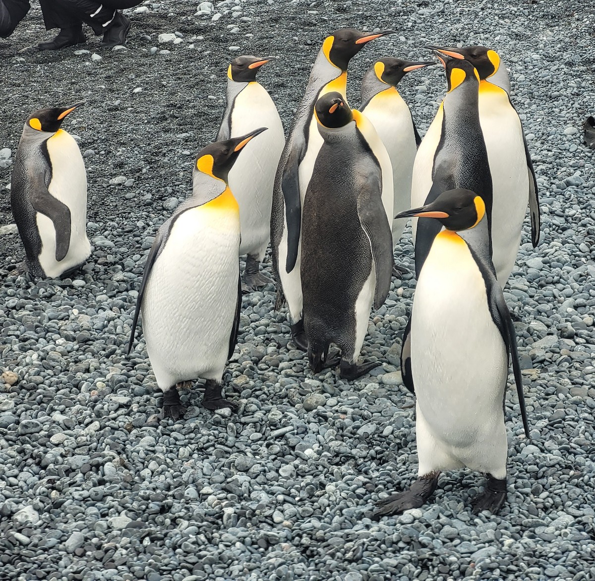 King Penguin - ML634389467