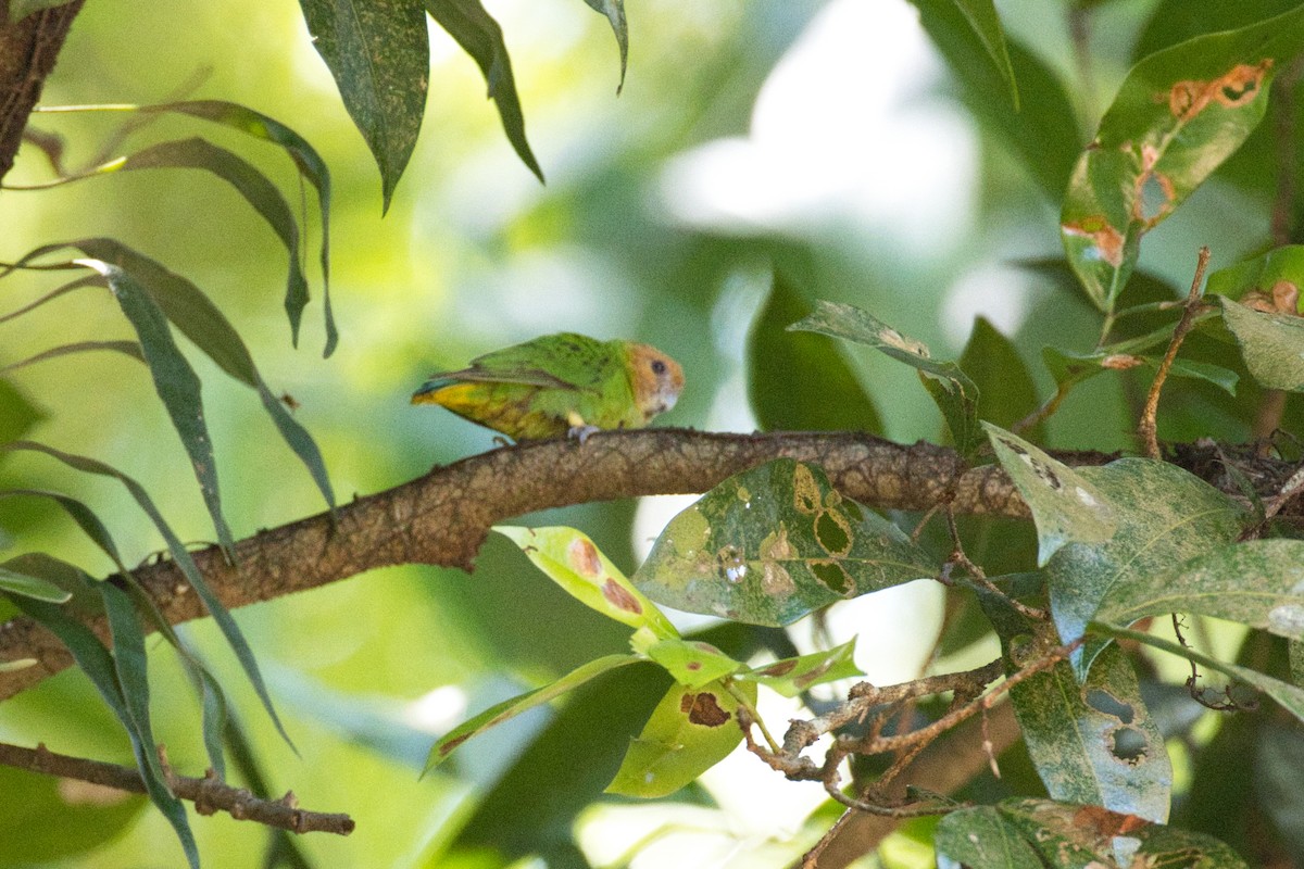Buff-faced Pygmy-Parrot - ML634389538