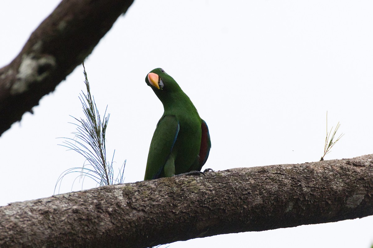 Loro Ecléctico de Nueva Guinea - ML634389563