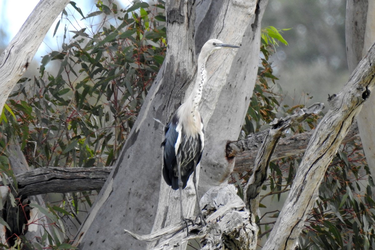 Garza Cuelliblanca - ML634389574