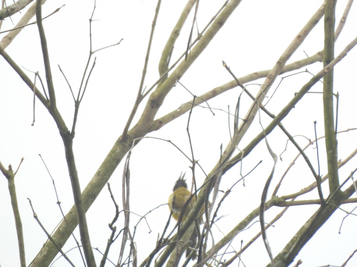 Bulbul Crestinegro - ML634389575