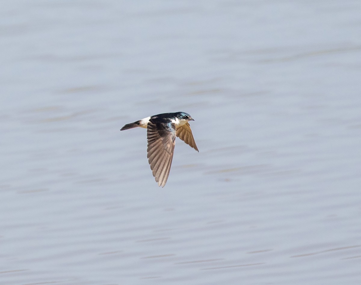 Golondrina de Manglar - ML634389576