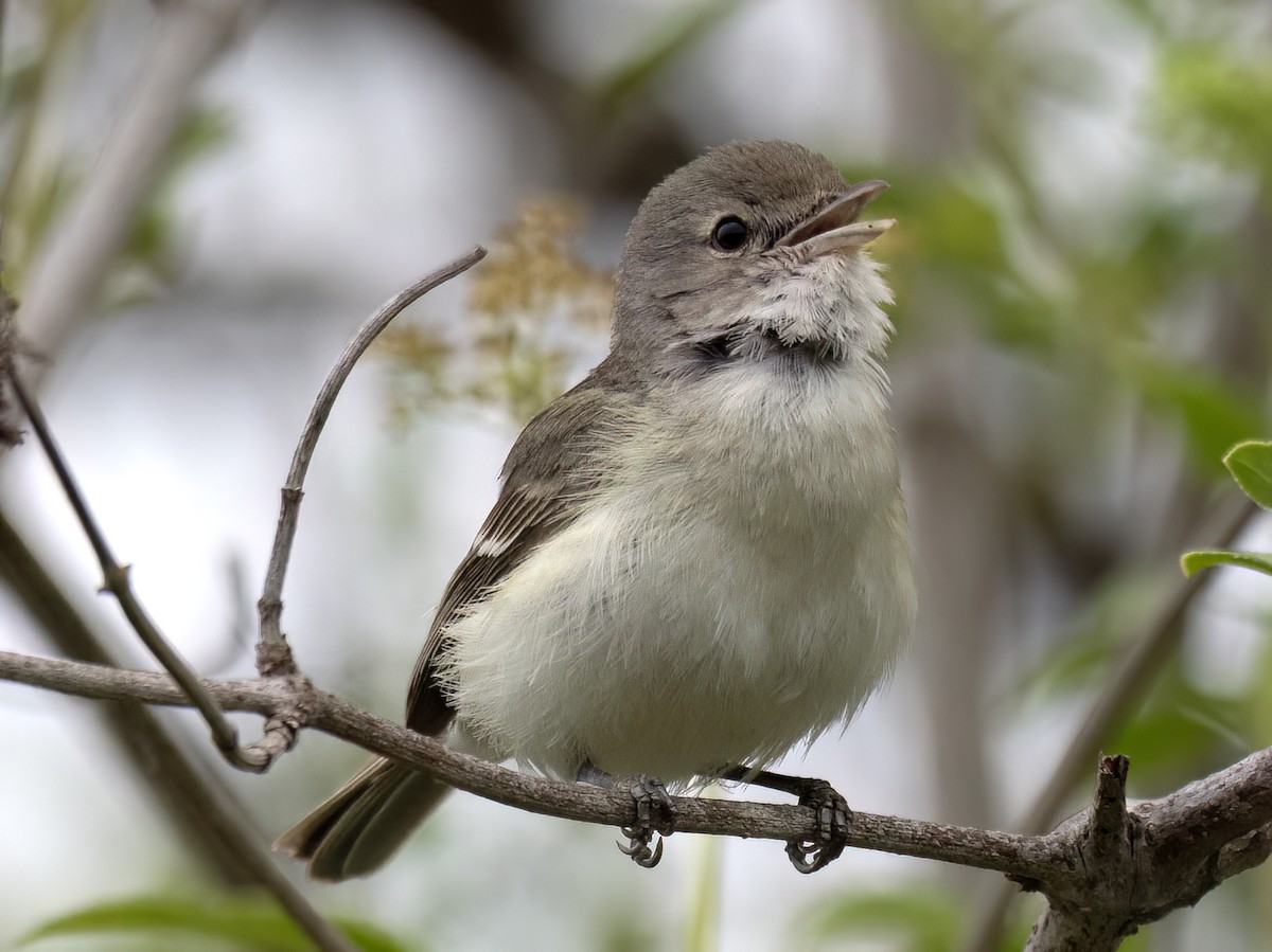 Vireo de Bell (pusillus) - ML634389579
