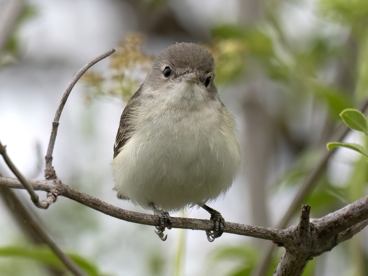 Vireo de Bell (pusillus) - ML634389581