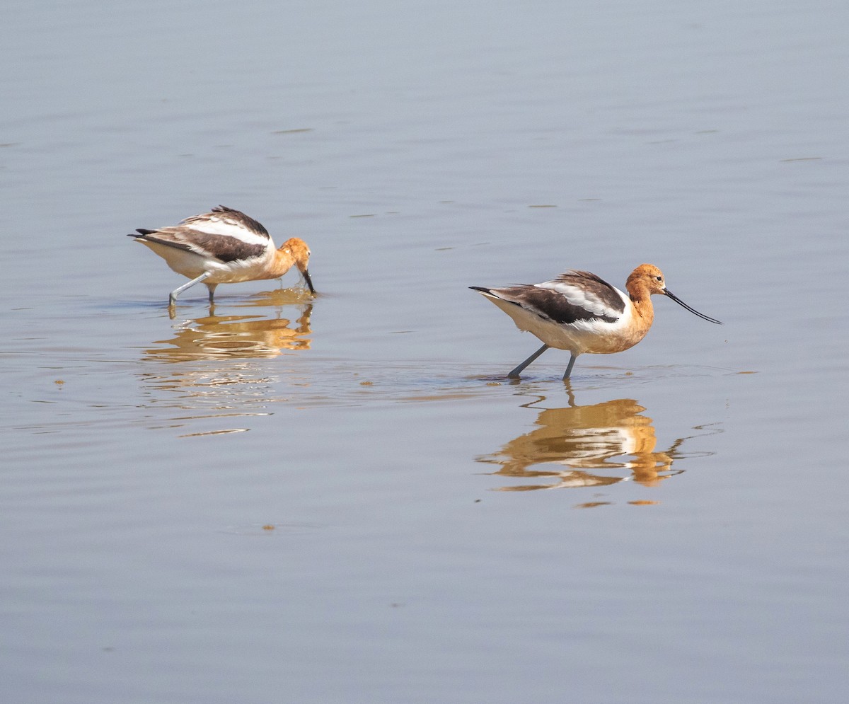Avoceta Americana - ML634389582