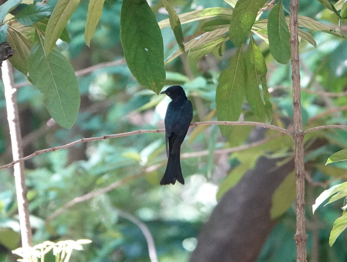 Cuclillo Drongo Colitruncado - ML634389597