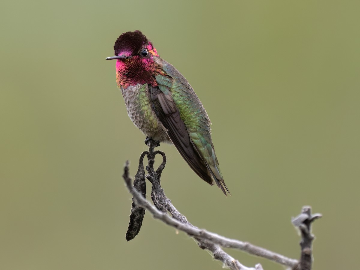 Colibrí de Anna - ML634389599