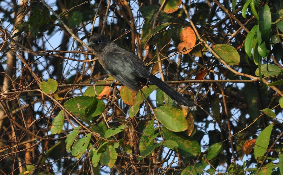 Malcoha Cariazul - ML634389605