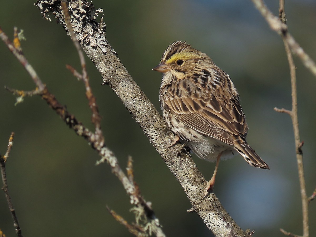 Savannah Sparrow - ML634389609