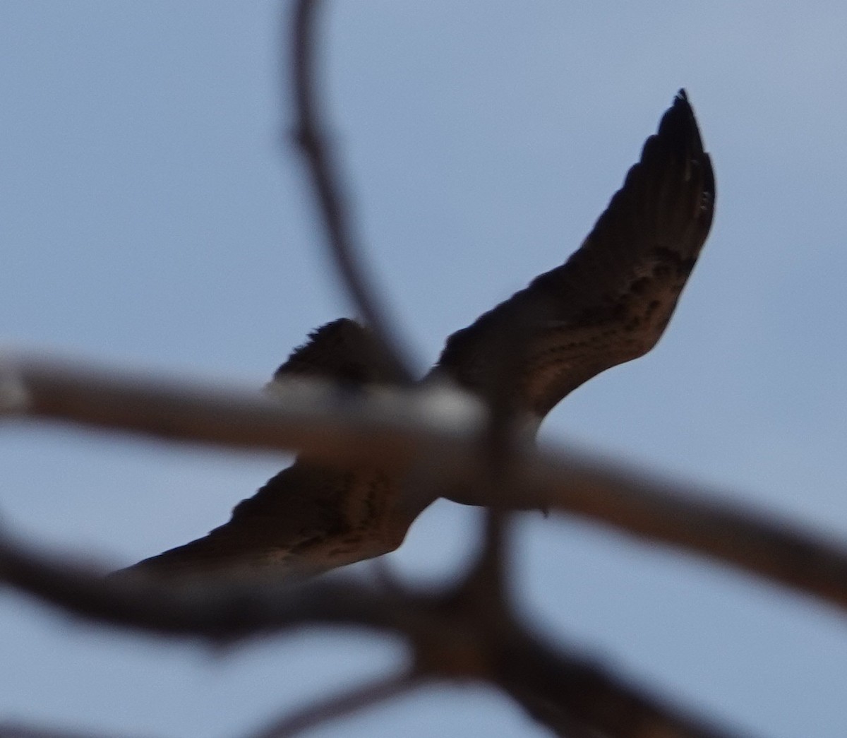 Swainson's Hawk - ML634389670