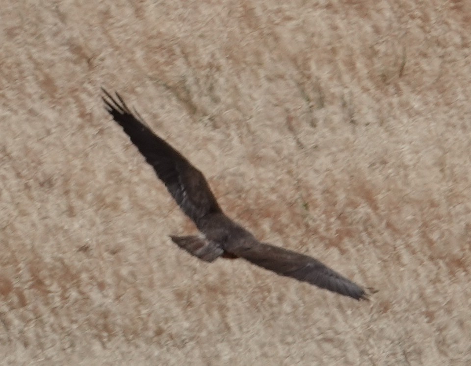 Swainson's Hawk - ML634389671