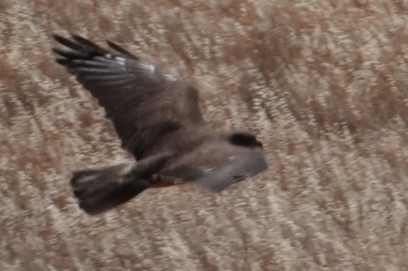 Swainson's Hawk - ML634389672