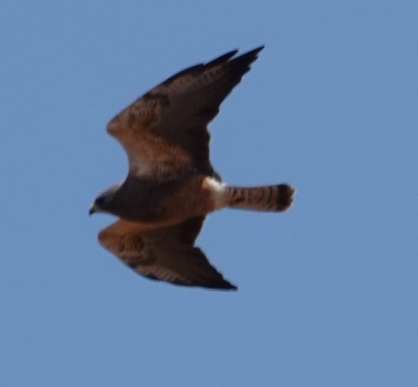 Swainson's Hawk - ML634389673