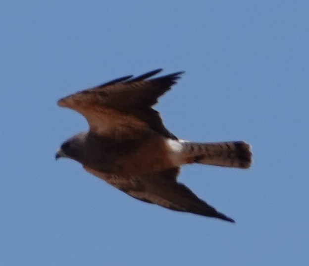 Swainson's Hawk - ML634389674