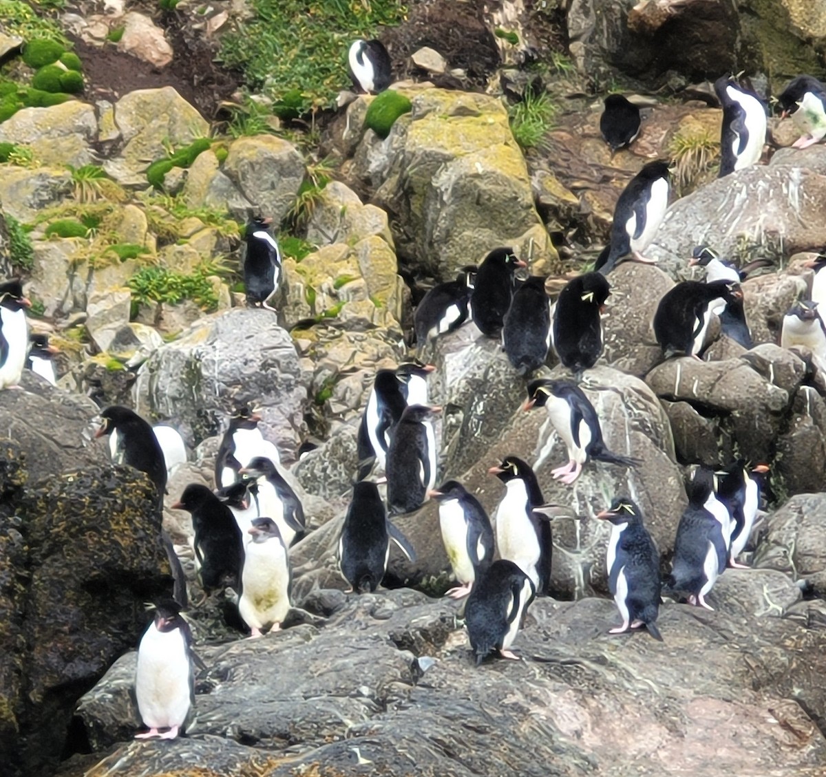 Eastern Rockhopper Penguin - ML634389702