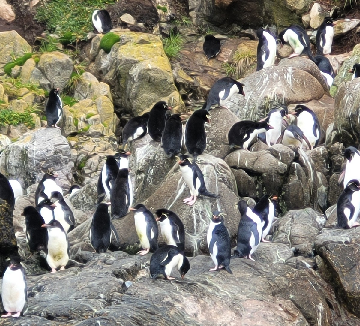 Eastern Rockhopper Penguin - ML634389703