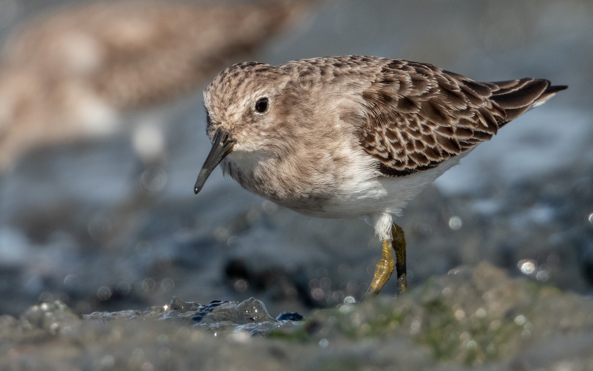 Least Sandpiper - ML634389827