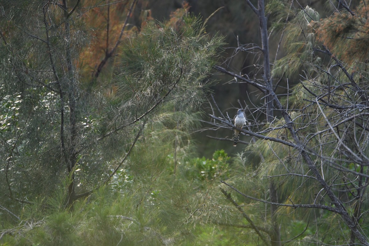 Kuku siberiarra - ML634389828