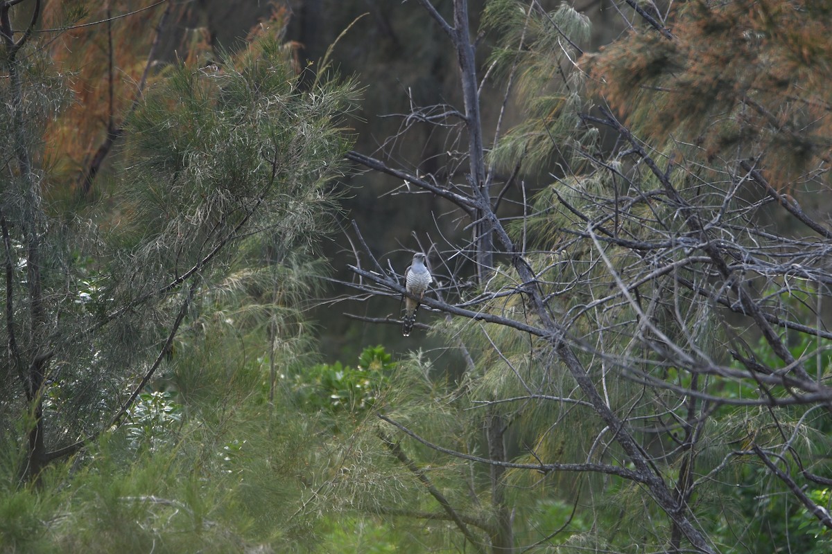Kuku siberiarra - ML634389835