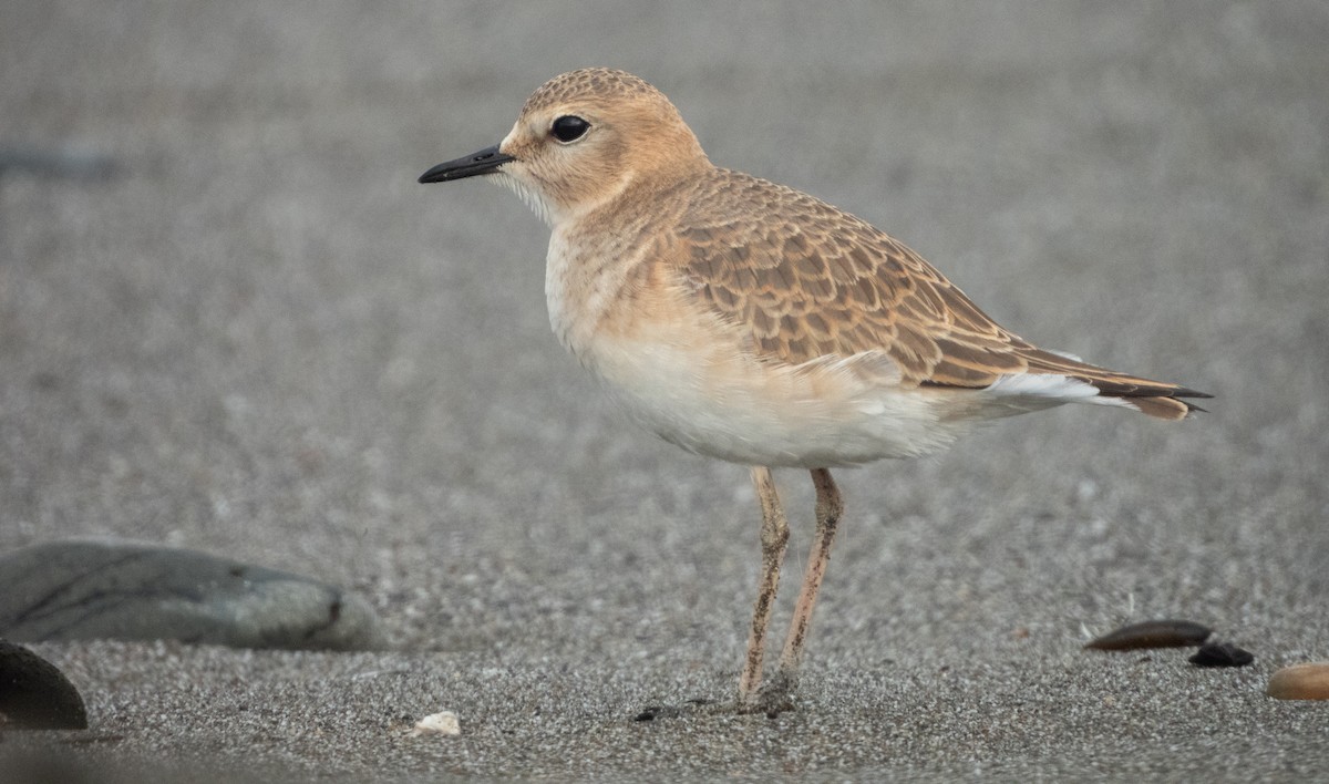 Mountain Plover - ML634389859