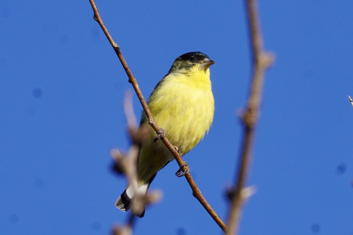 Lesser Goldfinch - ML634389951