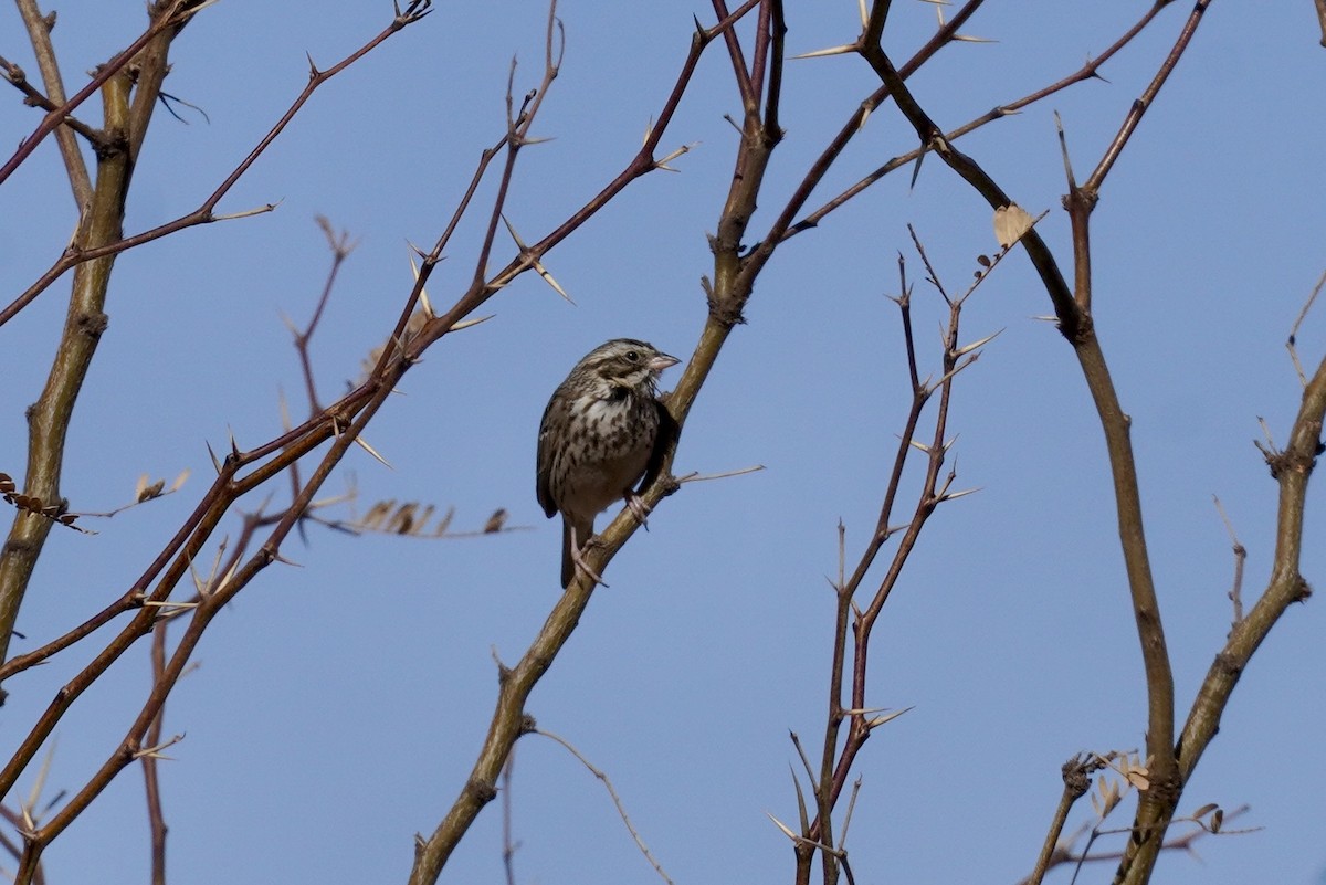 Savannah Sparrow - ML634390036