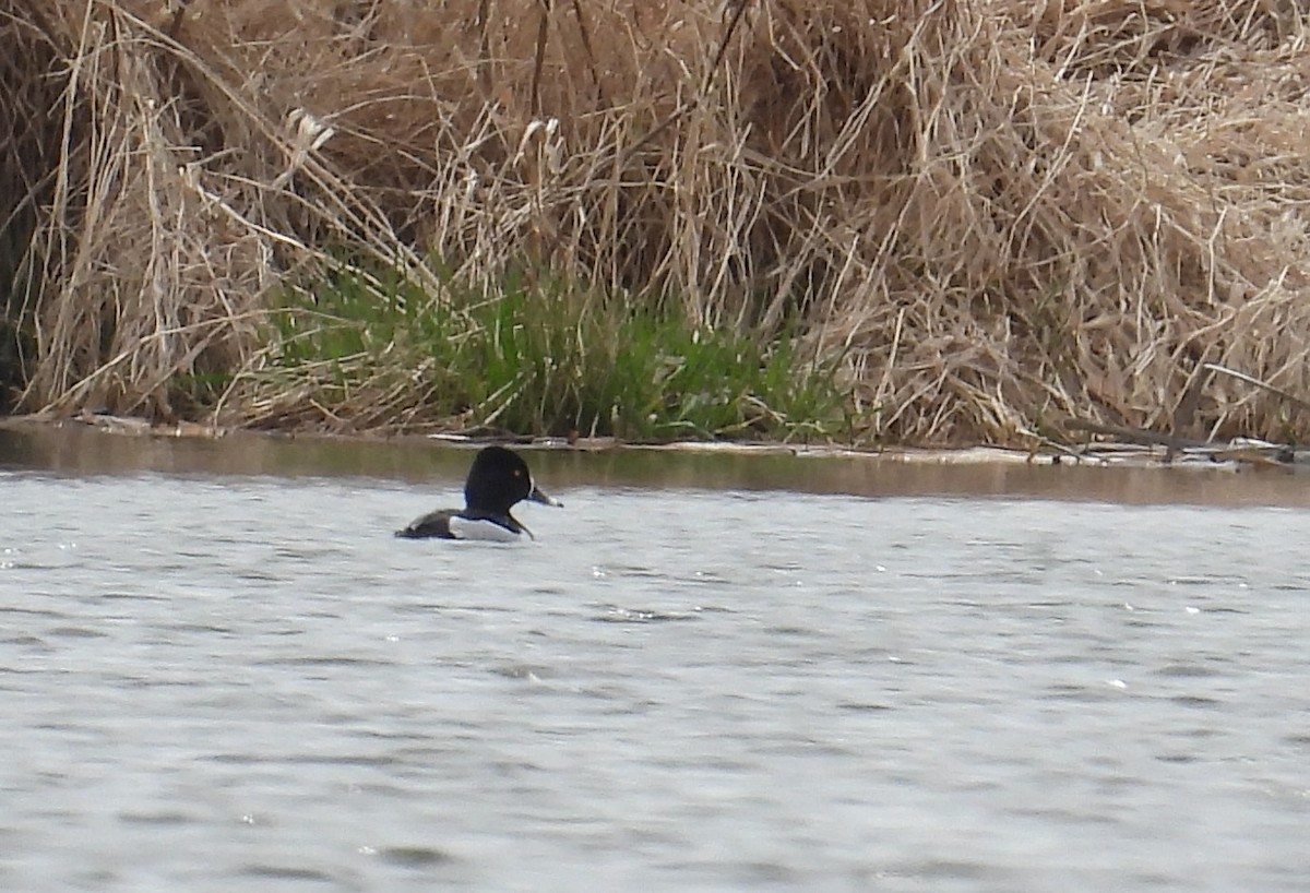 Ring-necked Duck - ML634390050