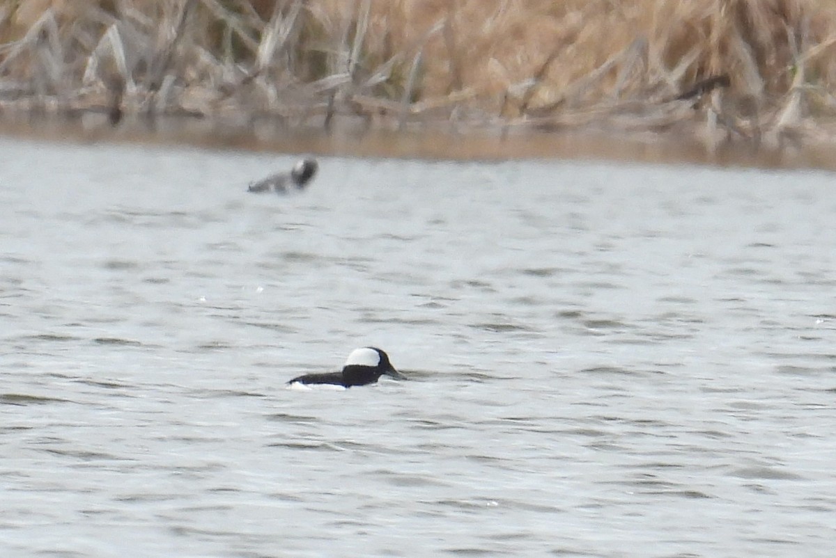 Bufflehead - ML634390052