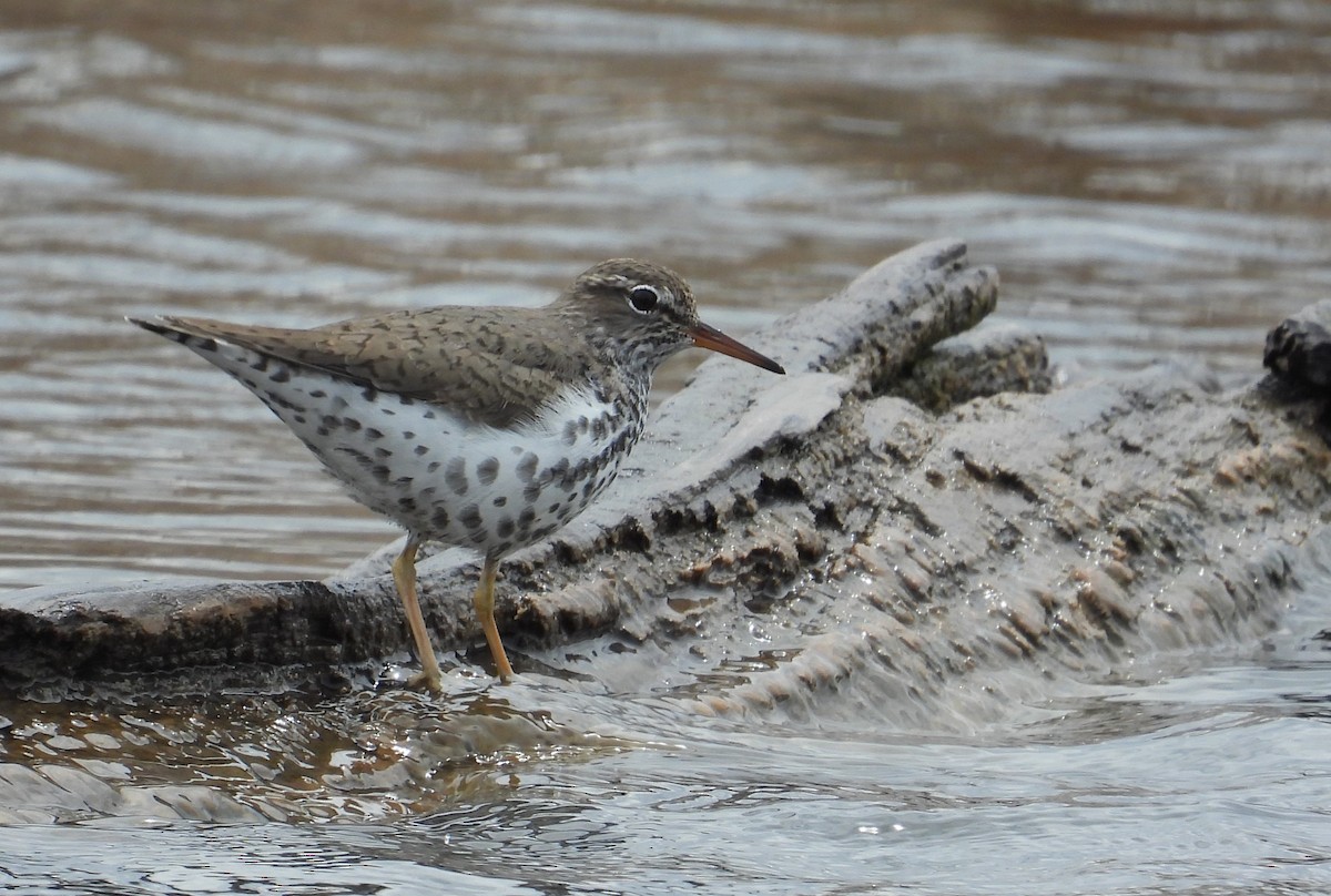 Spotted Sandpiper - ML634390055