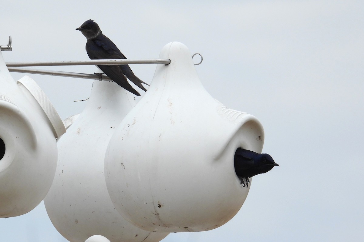 Purple Martin - ML634390059