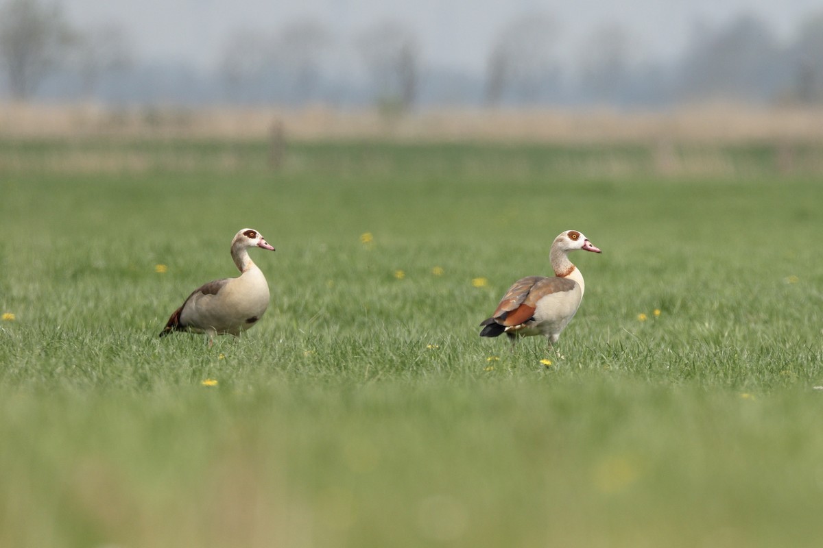Egyptian Goose - ML634390092