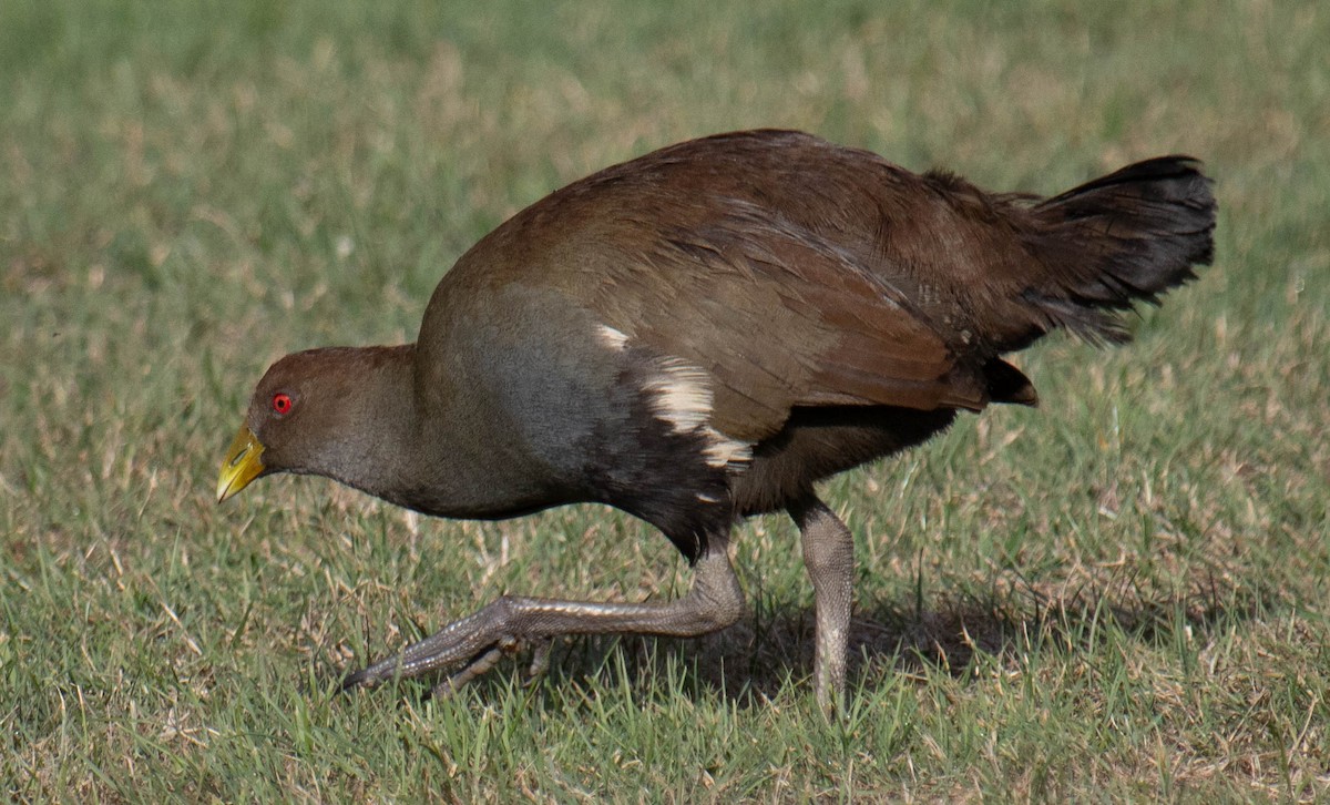 Tasmanian Nativehen - ML634390098