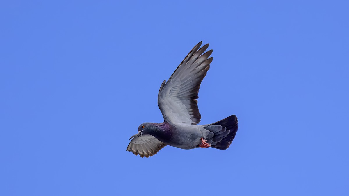 Rock Pigeon (Feral Pigeon) - ML634390158