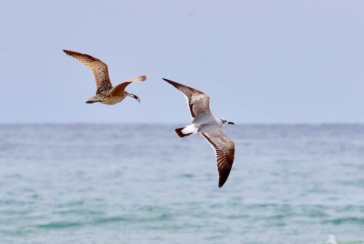 Laughing Gull - ML634390160