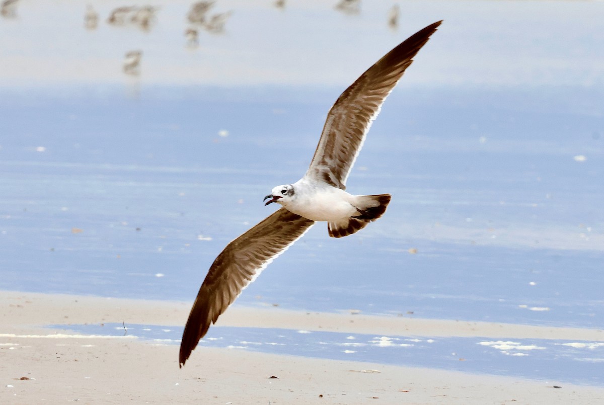 Laughing Gull - ML634390175