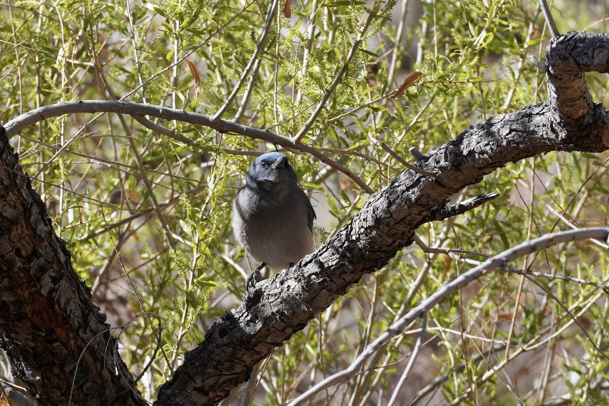 Mexican Jay - ML634390198