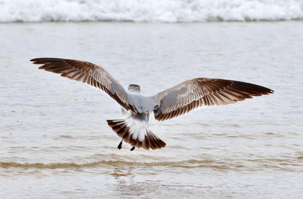 Laughing Gull - ML634390225