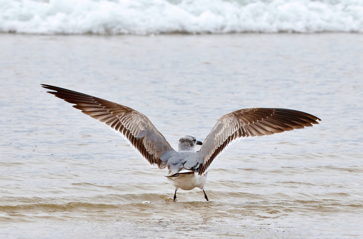 Laughing Gull - ML634390227