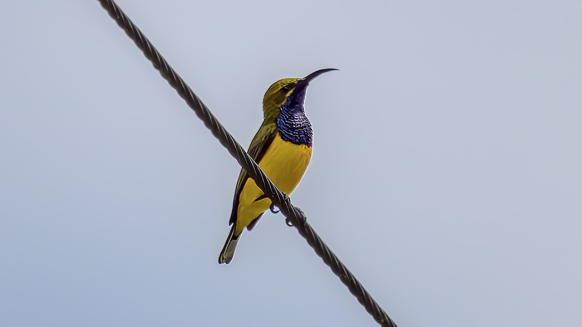 Sahul Sunbird - ML634390232