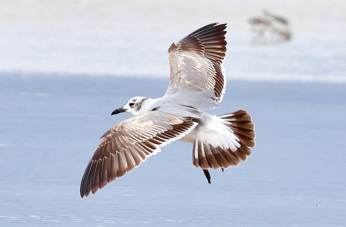 Laughing Gull - ML634390262