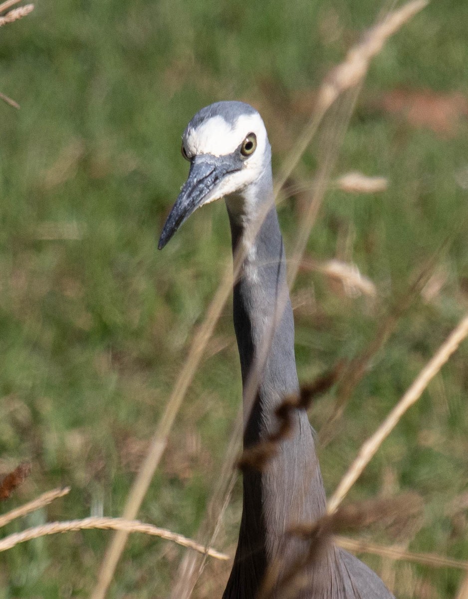 White-faced Heron - ML634390280