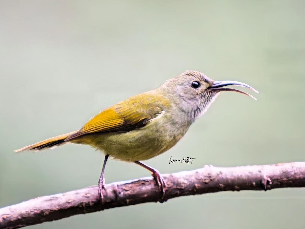 Green-tailed Sunbird - ML634390283