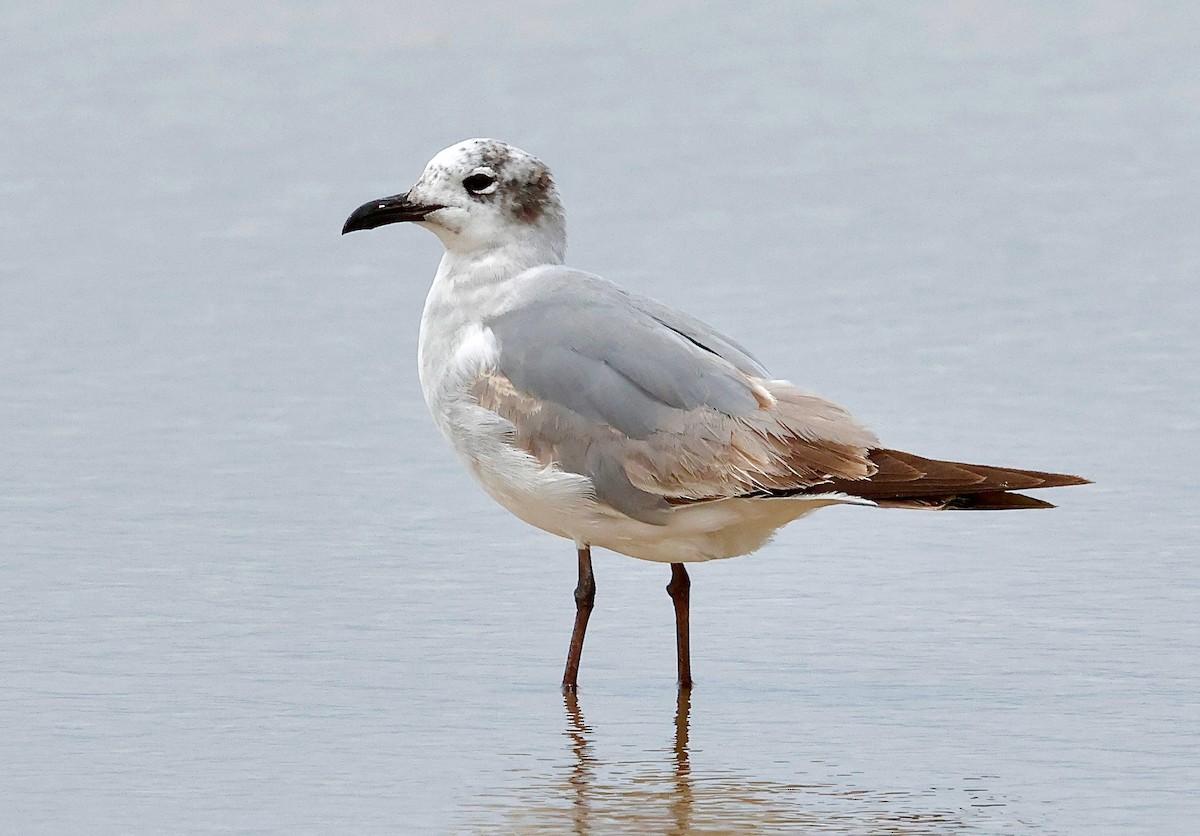Laughing Gull - ML634390284