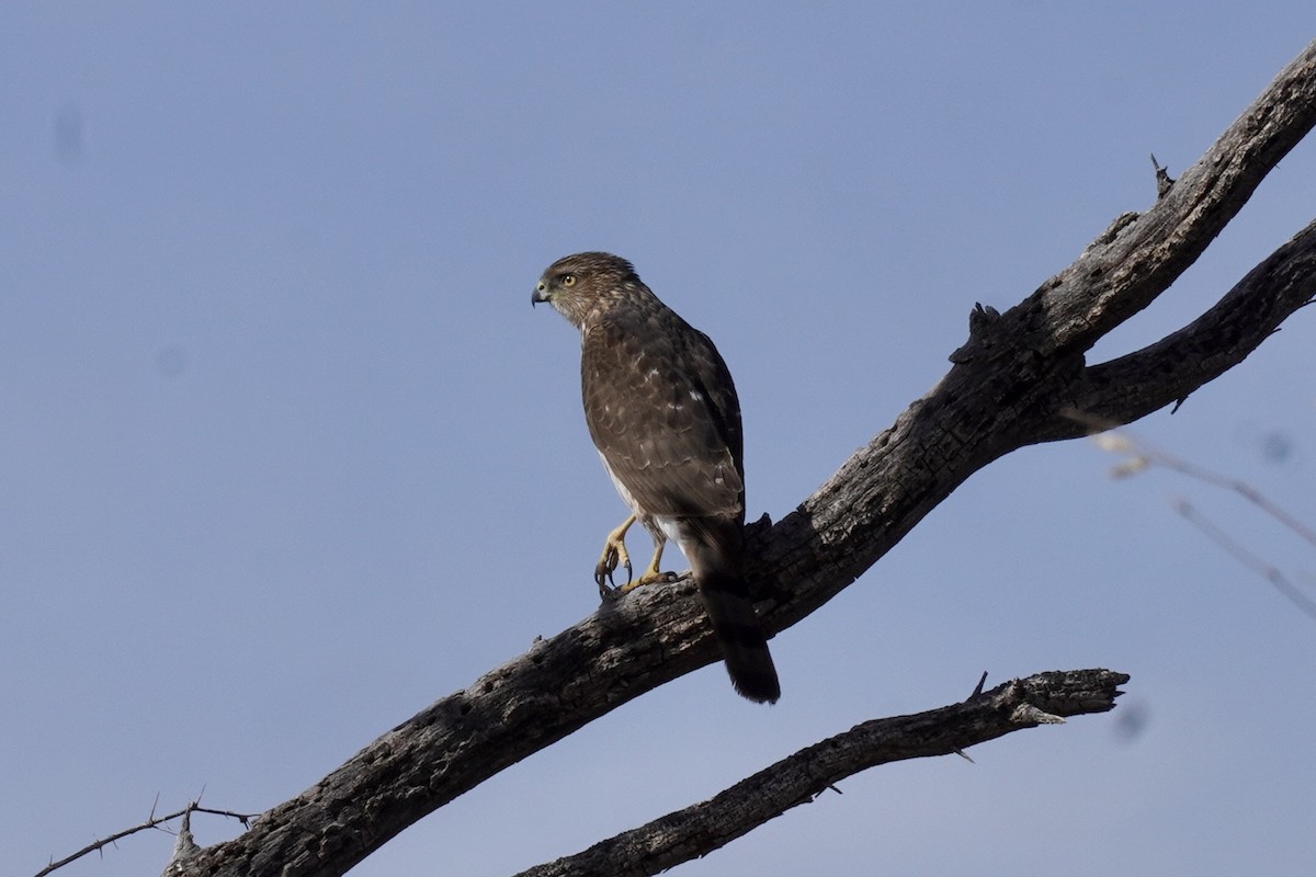 Cooper's Hawk - ML634390286