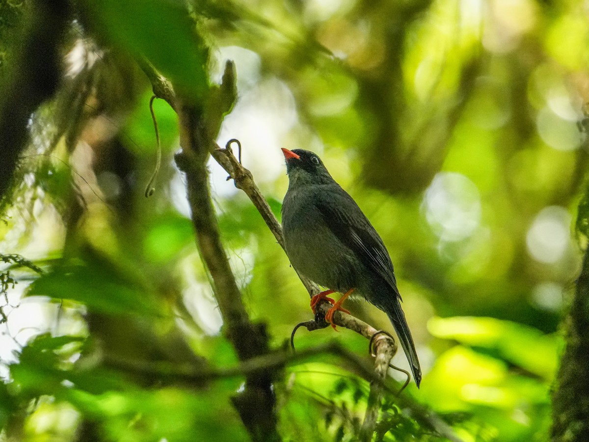 Black-faced Solitaire - ML634390288