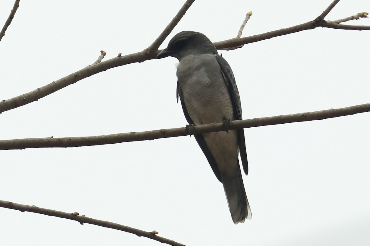 Oriental Cuckooshrike (Oriental) - ML634390289