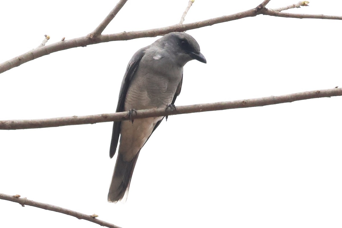 Oriental Cuckooshrike (Oriental) - ML634390290