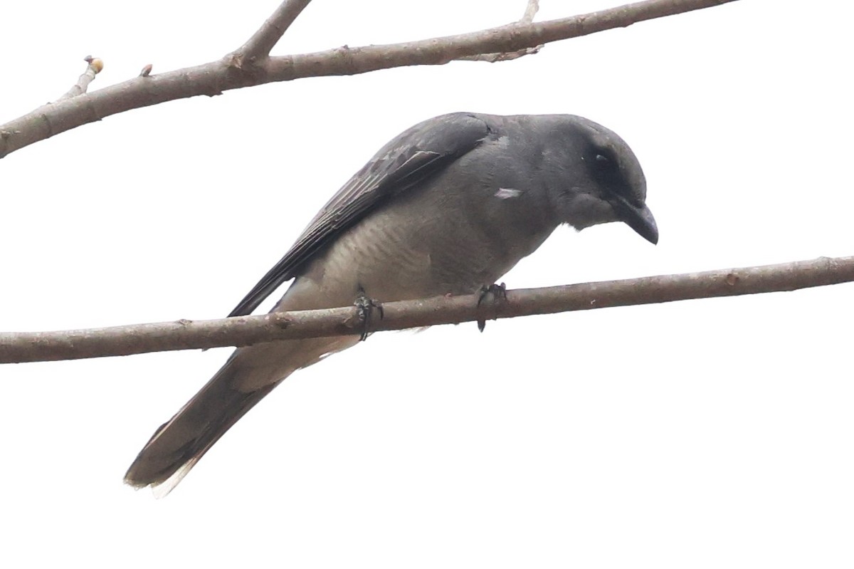 Oriental Cuckooshrike (Oriental) - ML634390291