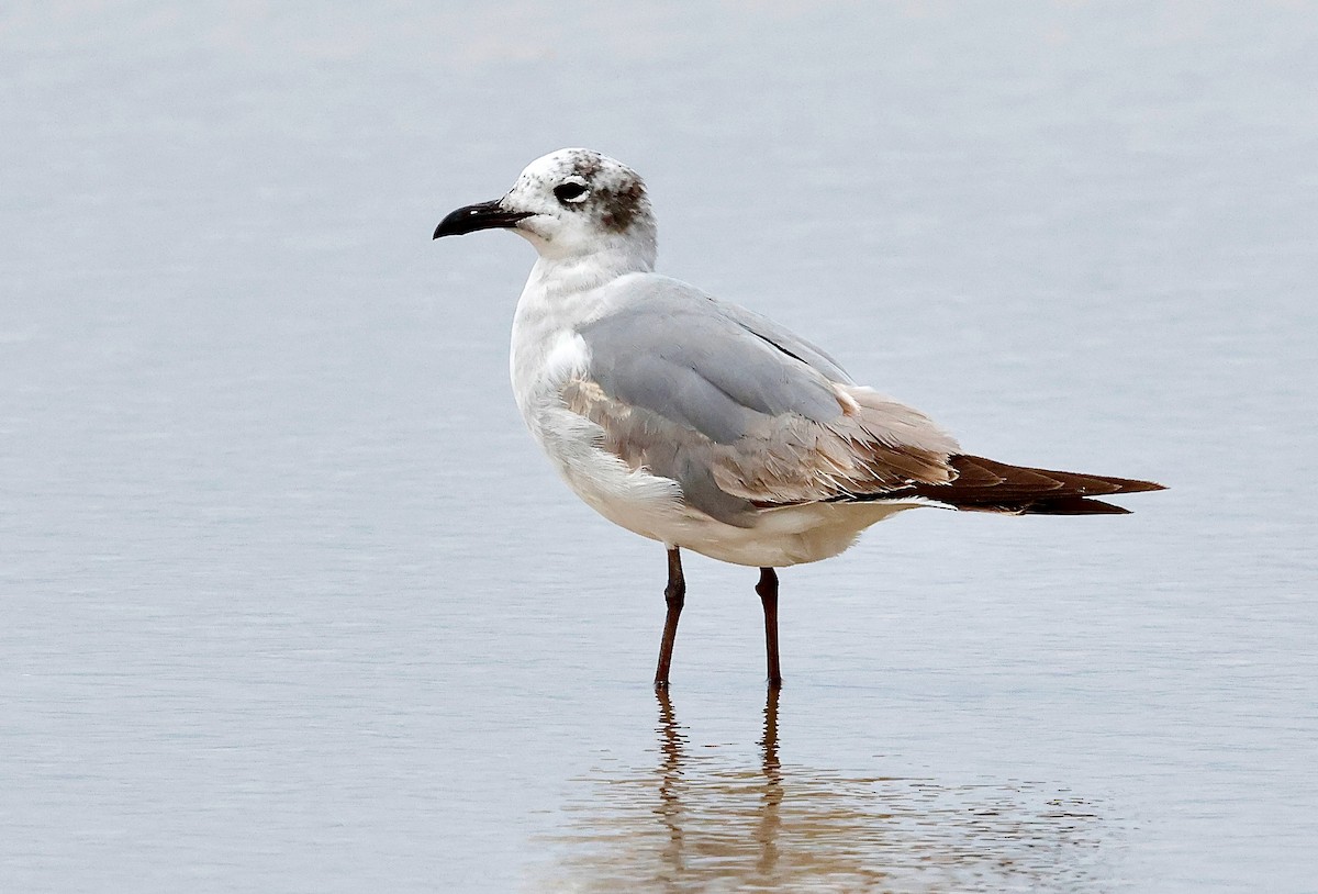 Laughing Gull - ML634390294